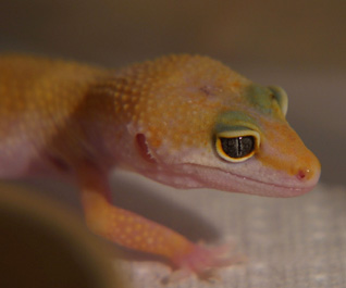 Leopard Gecko