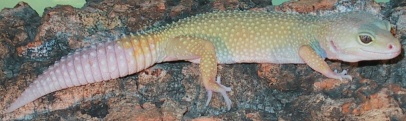 Leopard Gecko