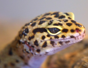 Leopard Gecko