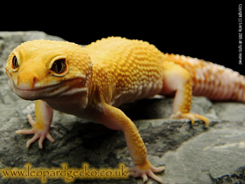 Leopard Gecko