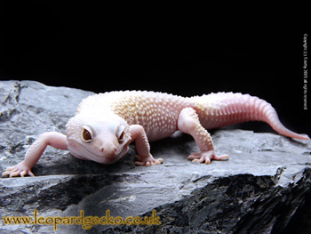 Leopard Gecko