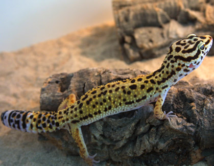 Leopard Gecko