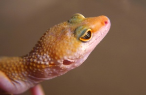 Leopard Gecko