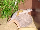 leopard gecko shedding