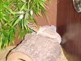 leopard gecko shedding