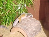 leopard gecko shedding