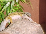 leopard gecko shedding