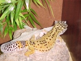 leopard gecko shedding