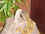 leopard gecko shedding